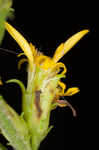 Eared goldenrod